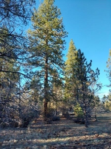 30 +/- acres, borders US Forest Service - image 7