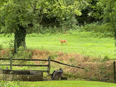 Sale Pending! Farm For Sale In Tn W/ Cabin Near Nashville Tn - image 26