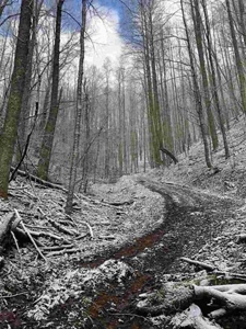 31 Acres For Sale in Mountain City, TN - image 4