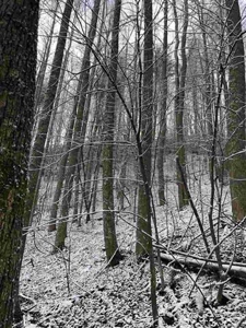 31 Acres For Sale in Mountain City, TN - image 14