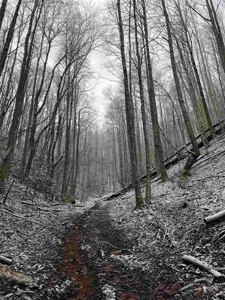 31 Acres For Sale in Mountain City, TN - image 5
