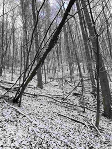 31 Acres For Sale in Mountain City, TN - image 8