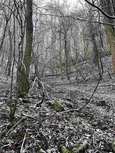 31 Acres For Sale in Mountain City, TN - image 10