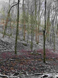 31 Acres For Sale in Mountain City, TN - image 7
