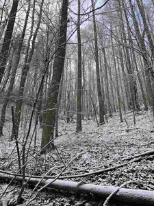 31 Acres For Sale in Mountain City, TN - image 2