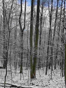 31 Acres For Sale in Mountain City, TN - image 6