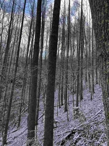 31 Acres For Sale in Mountain City, TN - image 11
