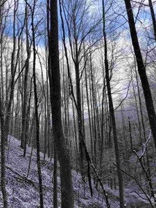 31 Acres For Sale in Mountain City, TN - image 9