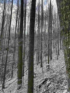31 Acres For Sale in Mountain City, TN - image 12