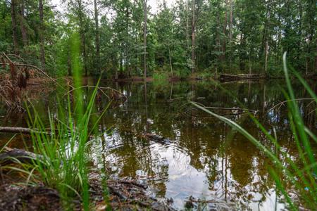 15 Acres For Sale In Ashford AL With Pond - image 11