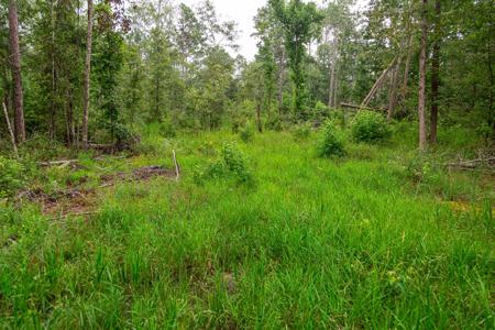 15 Acres For Sale In Ashford AL With Pond - image 5