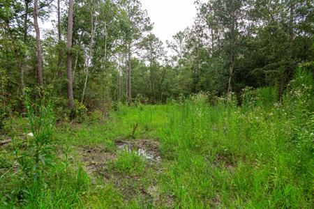 15 Acres For Sale In Ashford AL With Pond - image 25