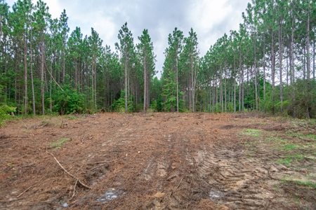 8.6 +/- Acres For Sale In Slocomb AL - image 2