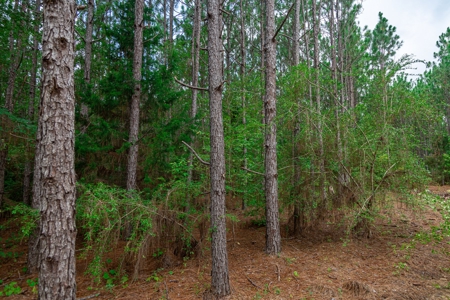 8.6 +/- Acres For Sale In Slocomb AL - image 7