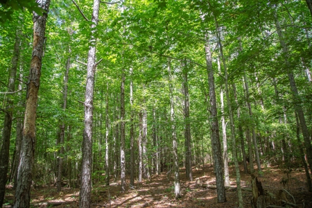 8.6 +/- Acres For Sale In Slocomb AL - image 10