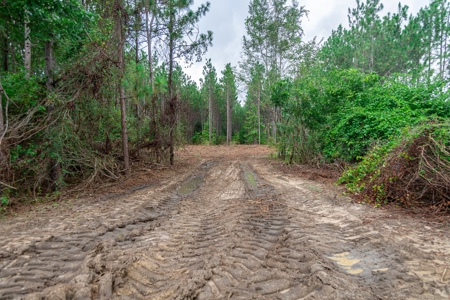8.6 +/- Acres For Sale In Slocomb AL - image 17