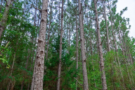 8.6 +/- Acres For Sale In Slocomb AL - image 6