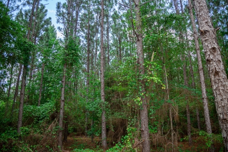 8.6 +/- Acres For Sale In Slocomb AL - image 5