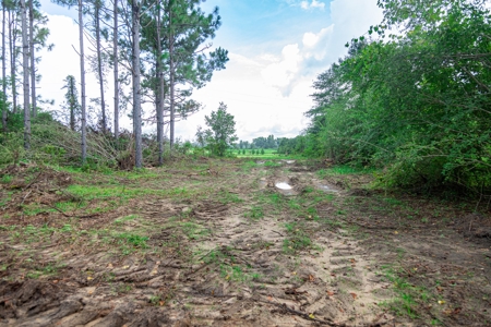 8.6 +/- Acres For Sale In Slocomb AL - image 3