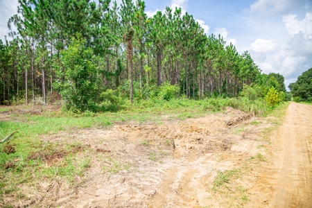 8.6 +/- Acres For Sale In Slocomb AL - image 13