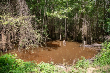 8.6 +/- Acres For Sale In Slocomb AL - image 11