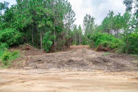 8.6 +/- Acres For Sale In Slocomb AL - image 8