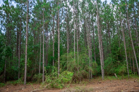 8.6 +/- Acres For Sale In Slocomb AL - image 4