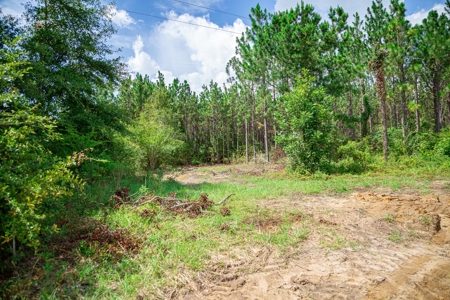 8.6 +/- Acres For Sale In Slocomb AL - image 12