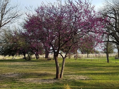 West Texas Riverfront Home For Sale in Irion County, TX - image 39