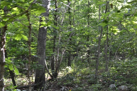 Ranch for Sale in Howell County, Missouri - Farm & Hunt - image 12