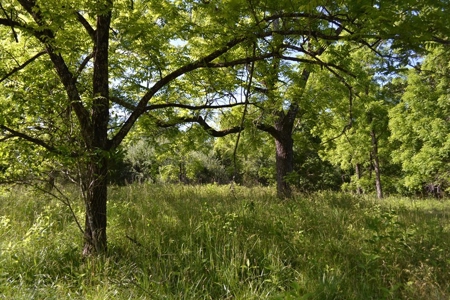 Ranch for Sale in Howell County, Missouri - Farm & Hunt - image 9
