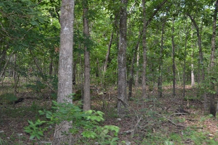 Ranch for Sale in Howell County, Missouri - Farm & Hunt - image 19