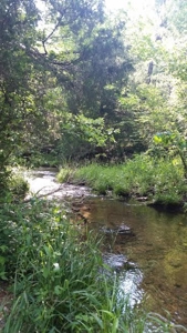 Ranch for Sale in Howell County, Missouri - Farm & Hunt - image 3