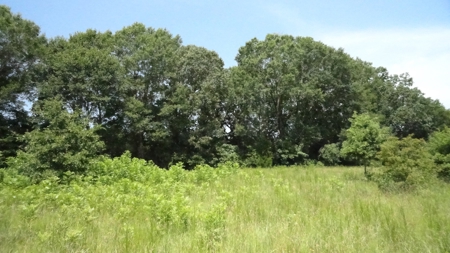 Cherokee County, TX Land For Sale - image 10