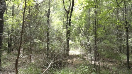 Cherokee County, TX Land For Sale - image 19