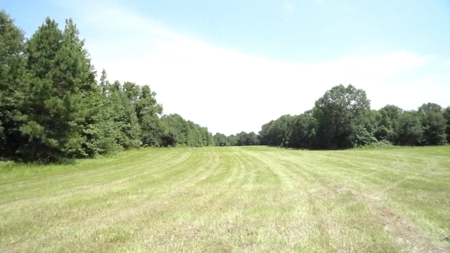 Cherokee County, TX Land For Sale - image 5