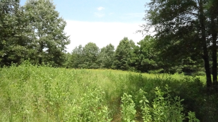 Cherokee County, TX Land For Sale - image 17