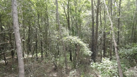 Cherokee County, TX Land For Sale - image 18