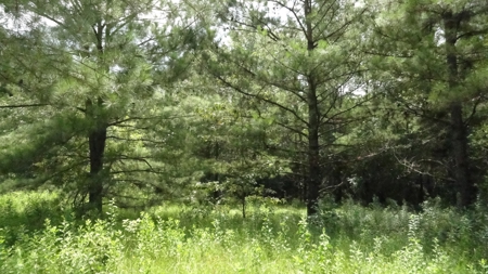Cherokee County, TX Land For Sale - image 16