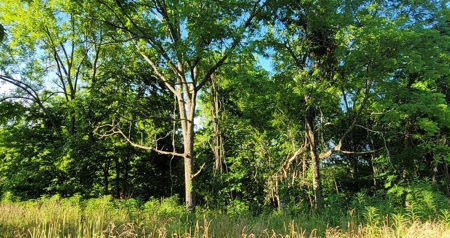 364 acres Premier Managed Land For Sale in Adams County Ohio - image 9