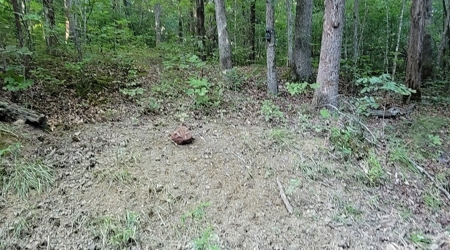 364 acres Premier Managed Land For Sale in Adams County Ohio - image 4