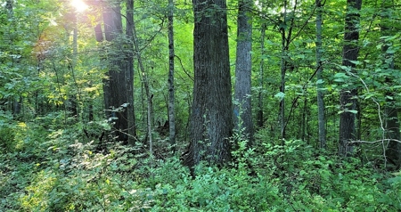 364 acres Premier Managed Land For Sale in Adams County Ohio - image 20