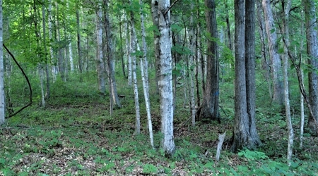 Big White Oak Timber 52 acres located in Adams County Ohio - image 17