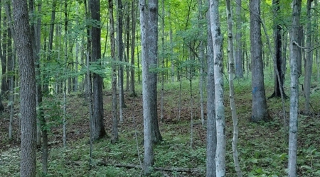 Big White Oak Timber 52 acres located in Adams County Ohio - image 20