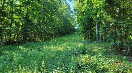 Big White Oak Timber 52 acres located in Adams County Ohio - image 5