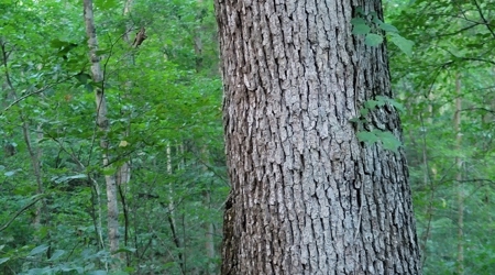 Big White Oak Timber 52 acres located in Adams County Ohio - image 8