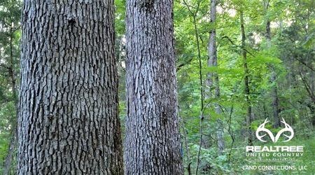 Big White Oak Timber 52 acres located in Adams County Ohio - image 1
