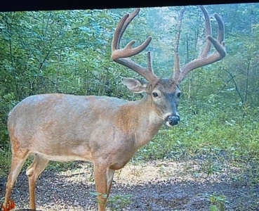 Big White Oak Timber 52 acres located in Adams County Ohio - image 28