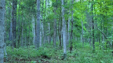 Big White Oak Timber 52 acres located in Adams County Ohio - image 15