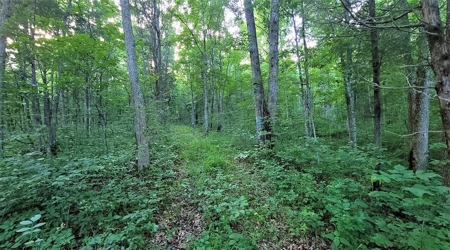 Big White Oak Timber 52 acres located in Adams County Ohio - image 6